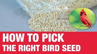 How To Pick Bird Seed  Ace Hardware [upl. by Daffy904]