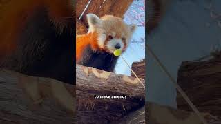 Even though I was wrongI just won’t changeanimals redpanda cute friendship [upl. by Lenaj]