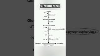 Glycogenesis Pathway  Glycogenesis Cycle  Medi Queries [upl. by Mirth]