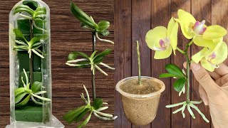 SYNTHETIC OF 2 Simple ways to propagate orchids at home [upl. by Ennairoc]