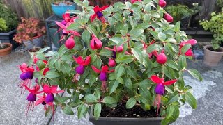 Bringing A Fuchsia Indoors For Winter [upl. by Mosby67]