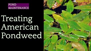 205 Successfully Treating American Pondweed with Tsunami DQ Aquatic Herbicide [upl. by Itsrejk]