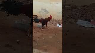 seval sandakozhi sound hen turkey [upl. by Joacimah]