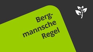 Die Bergmannsche Regel Übersicht  Biologie  Ökologie [upl. by Annavaig]