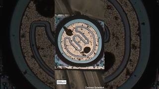 Inside of a 2N3439 npn transistor electronics microscope [upl. by Leatri]