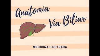 Vía Biliar Anatomía [upl. by Eecal]