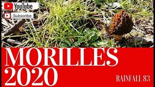 Morilles  mes premieres morilles 2020 france [upl. by Vipul]