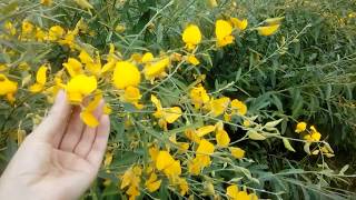 CROTALARIA  Planta feita tardia resultado [upl. by Neehar]