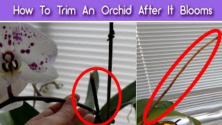 How To Prune Orchids After The Flowers Fall Off  Trim An Orchid After It Blooms [upl. by Nwahsaj]