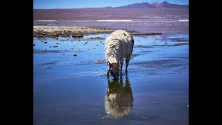 Bolivian Uyuni Salt Flats Llamas and Flamingos [upl. by Harday514]