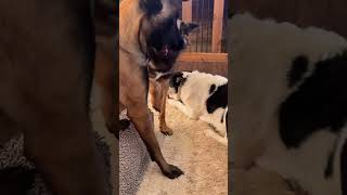 Belgian Malinois have a lot of different tactics for getting their way 😂🥰 malinois funnydogs [upl. by Nalyk]