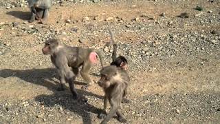 Arabian Baboon Monkeys along the roadside MakkahMadinah Highway Saudi Arabia [upl. by Gardell186]