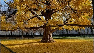 Ginkgos biloba les arbres invincibles [upl. by Marela]