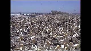 Voëleiland  Lambertsbaai  Bird Island  Lamberts Bay  1998 [upl. by Jamie]