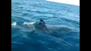 Vidéo dun requin au Maroc [upl. by Stella739]