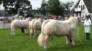 British Charolais at The Royal Welsh Show 2012 [upl. by Birkle270]