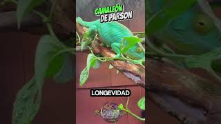 ¡La sorprendente longevidad del camaleón de Parson wildlife vidasalvaje pets chameleon [upl. by Aubrey]