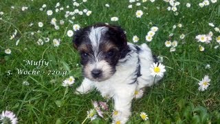 BiewerYorkshireTerrier Welpen 5 Woche MWurf [upl. by Autumn]