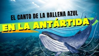 El canto de la Ballena Azul [upl. by Nalac]