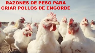 Crianza de Pollos de Engorde Guía Completa para Crecimiento Rápido y Rentable [upl. by Lupien]