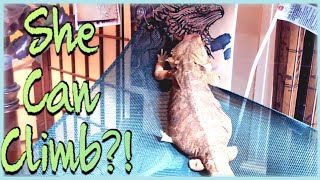 Update on Legless Bearded Dragon [upl. by Aniale763]