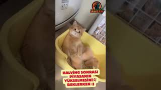 Me after bitcoin halving  bitcoin halving sonrası ben  😁 [upl. by Nonnad]