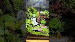 Decor Terrarium 48 terrariumdesign trending terrariumart miniterrarium terrarium [upl. by Yerga]