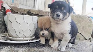 Two puppies were abandoned shiveringcried takes the pot as their home lean together to keep warm [upl. by Gilead]