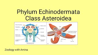 Phylum Echinodermata Class Asteroidea  Details of class Asteroidea by Zoology with Amina [upl. by Animsay]