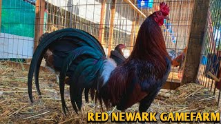 Col Givens Hatch Joe Goode Grey Albany  RED NEWARK FARM [upl. by Nehepts641]