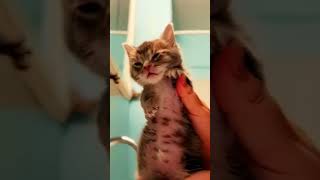 Cat Dances ☠️🥶 patriam funny memes [upl. by Devan830]