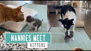 Nannies Meet Kittens [upl. by Nnylear499]