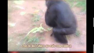 Assista ao nascimento do novo bebê gorila do Zoo de BH [upl. by Aihseket987]