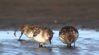 Western and Semipalmated Sandpipers [upl. by Vesta]