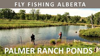 Fly Fishing Albertas Palmer Ranch Ponds in August Series Episode 15 [upl. by Capello35]