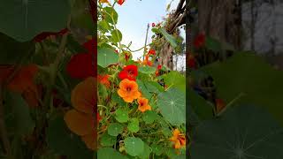 tropaeolumtropaelolaceae herbnasturtium uttarakhand flowers nature winter [upl. by Marashio459]