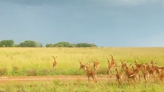 Impalas have no idea where the leopard is [upl. by Alaric606]