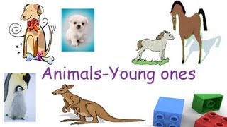 Animals and their young ones Animals and their babies flash cards for preschool children [upl. by Jammie256]