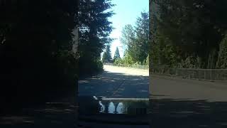 Dont you hate jaywalkers Sent in by Guy dashcam bear northvancouver [upl. by Gnehs]