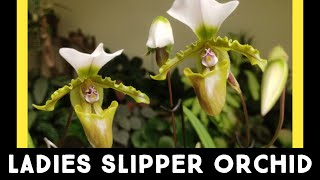 How To Grow A Paphiopedilum spicerianum Or Ladies Slipper Orchid  Nandanam Exotics [upl. by Janette]