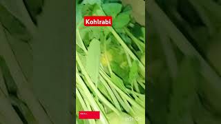 Kohlrabi tastyfood fruits vegetables garden plants agriculture farming viralshort youtube [upl. by Nwaf469]