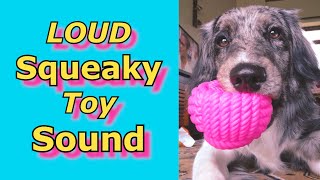 Squeaky Toy Sounds Sounds Dogs React To Sounds that attract dogs prankyourdog squeaky [upl. by Yalonda]