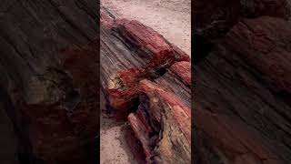 Petrified Tree Petrified Forest National Park Arizona 🌲🏜️🇺🇸 petrifiedwood arizona [upl. by Larena]