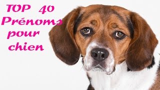 top 40 prénoms pour chien [upl. by Eeniffar673]