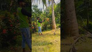 Kobutar Jaan 🕊️🙂viralvideo pigeon video youtubeshorts [upl. by Koziel]