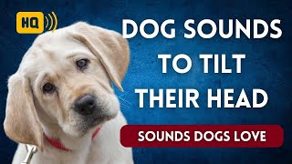 Dog Sounds to Make Them Tilt Their Head 🐕 Sounds Dogs Love [upl. by Cerracchio]