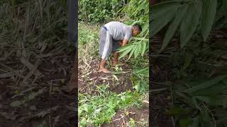 Cleaning weeds in the garden grass agriculture nature [upl. by Nels]