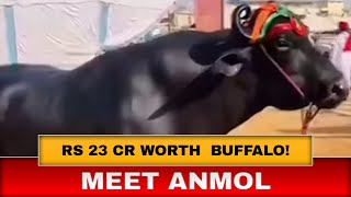 Anmol Haryana’s Gigantic 1500Kg Buffalo Worth Rs 23 Crore [upl. by Aselehc]