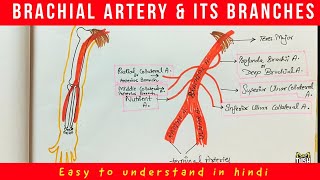 BRACHIAL ARTERY amp its Branches  Anatomy Easy to understand [upl. by Coral798]