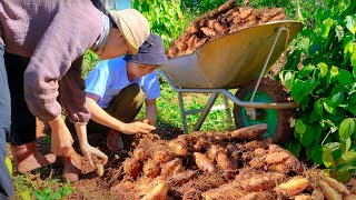 Full Video Harvesting Yam To Market Sell  Farm  Tieu Lien [upl. by Cohl940]